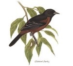 Oriole Thumbnail