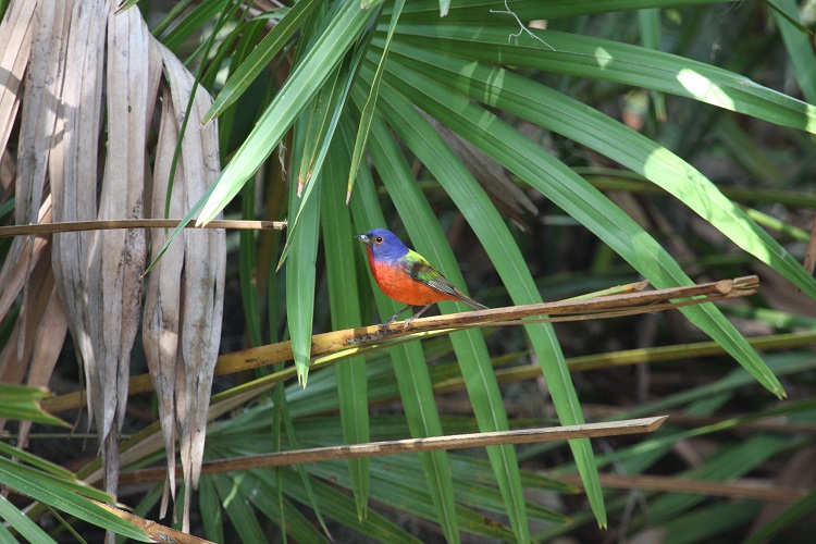 Painted Bunting - Jess Searcy
