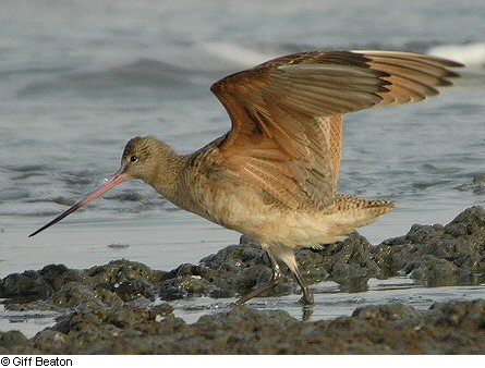 Marbled Godwit