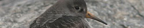 purple sandpiper - james f flynn jr