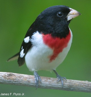 Rose-breasted Grosbeak