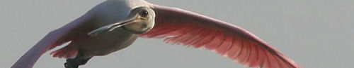 roseate spoonbill - james f flynn jr