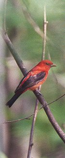 Scarlet Tanager